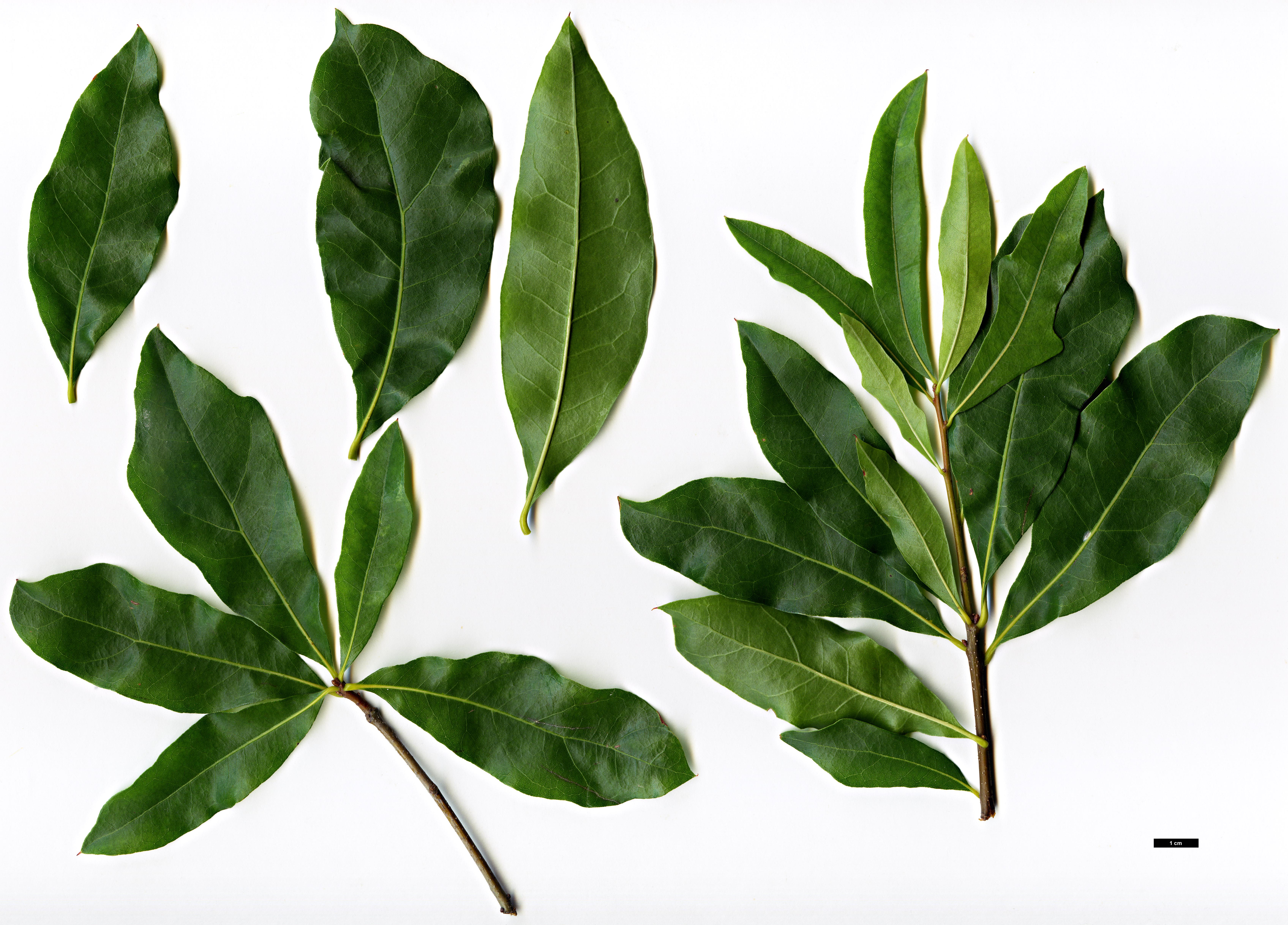 High resolution image: Family: Fagaceae - Genus: Quercus - Taxon: ×atlantica (Q.incana × Q.laurifolia)